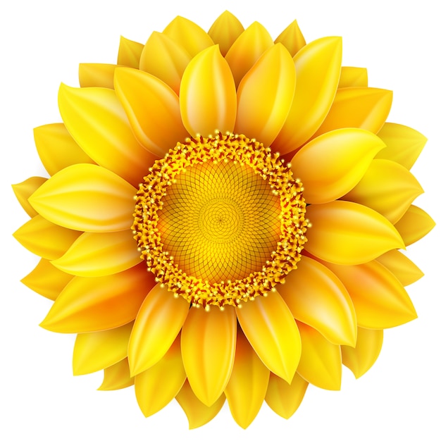 Sunflower, high quality . 