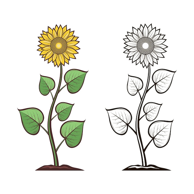 Vector sunflower illustration set