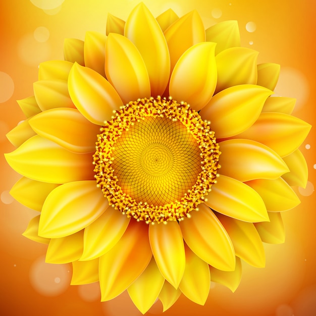 Vector sunflower illustration