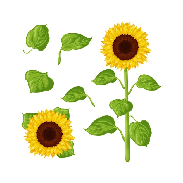 Vettore immagine del girasole di un girasole il gambo e il fiore di un girasole con il illustrat di vettore delle foglie verdi