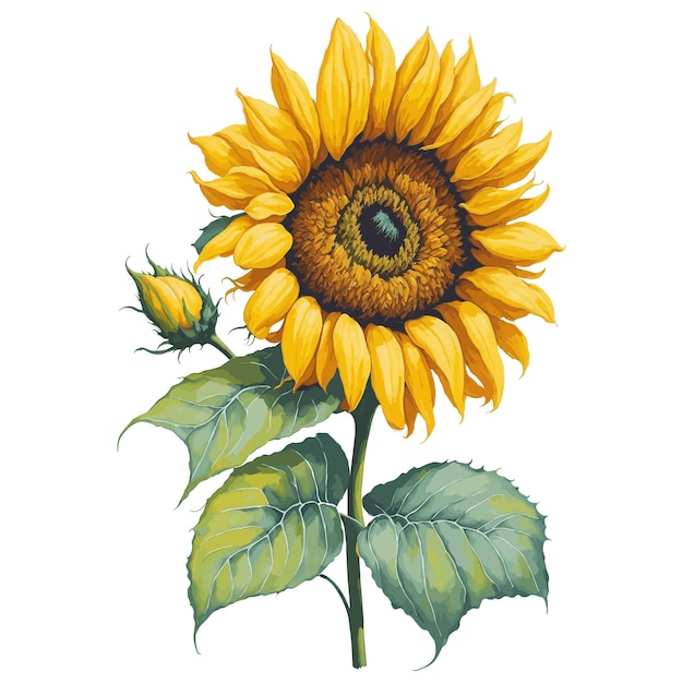 A sunflower is shown on a white background.