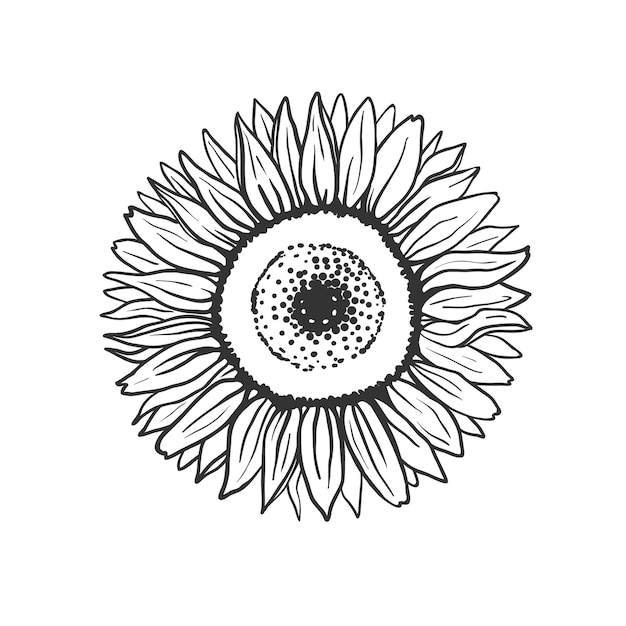 Вектор Подсолнух изолирован на белом черно-белая векторная цветочная иллюстрация с подсолнухом