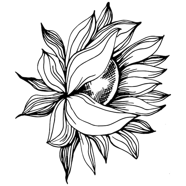 Vector sunflower isolated sketch