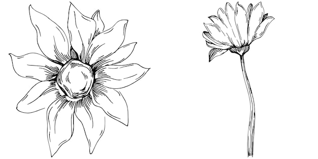 Vector sunflower isolated sketch