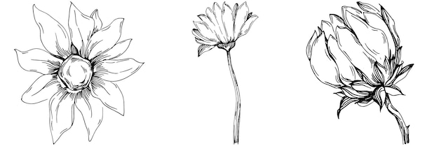 Sunflower Isolated sketch