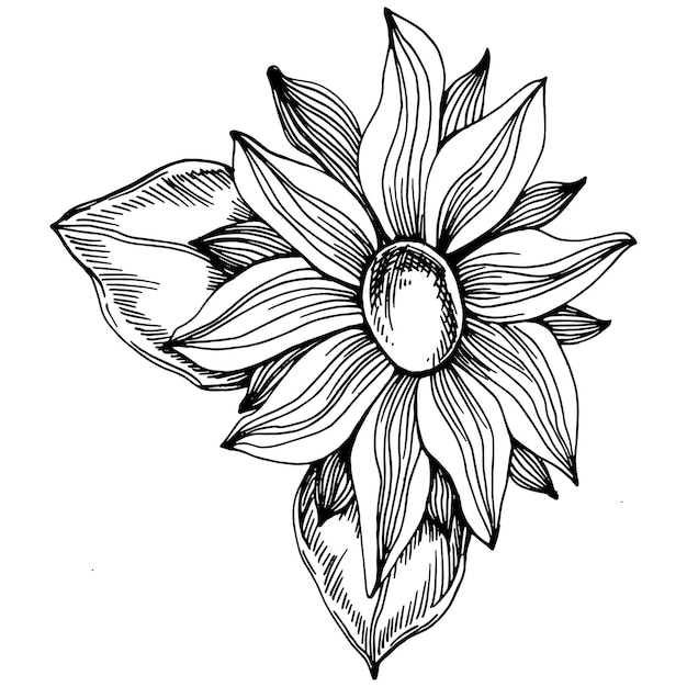 Vector sunflower isolated sketch