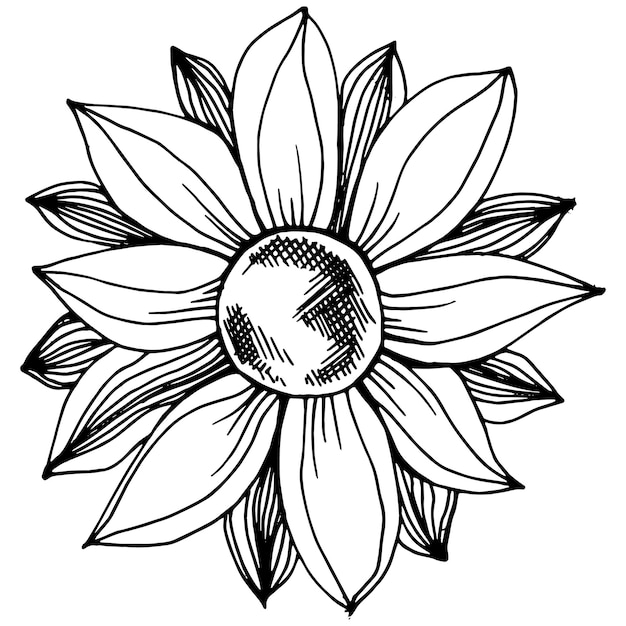 Vector sunflower isolated sketch