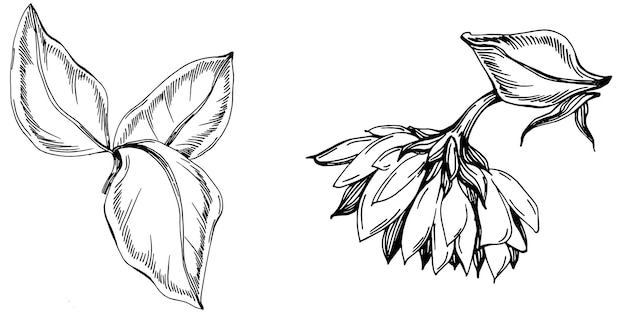 Sunflower Isolated sketch