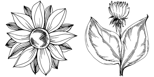 Sunflower Isolated sketch