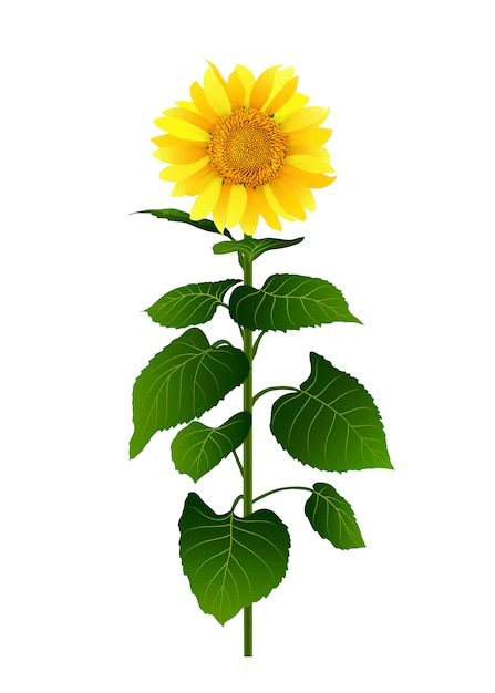 Sunflower isolated