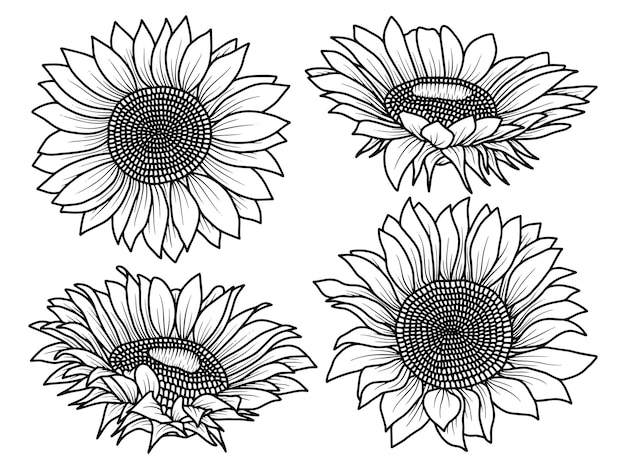 Vector sunflower line art illustration