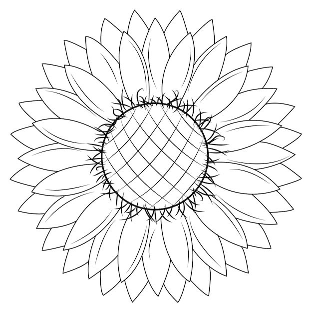 Sunflower Outline