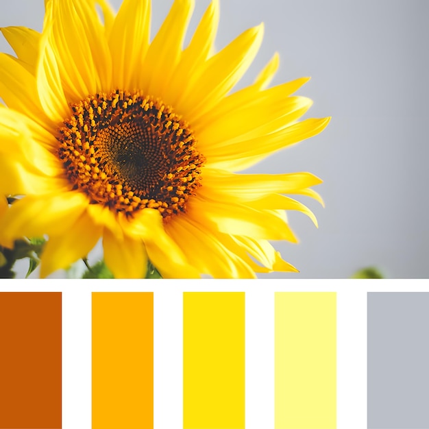 Vector sunflower palette