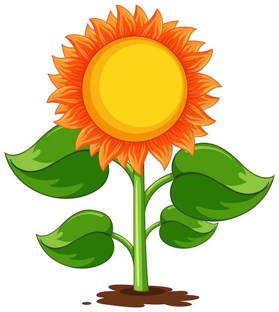 Sunflower plant cartoon isolated