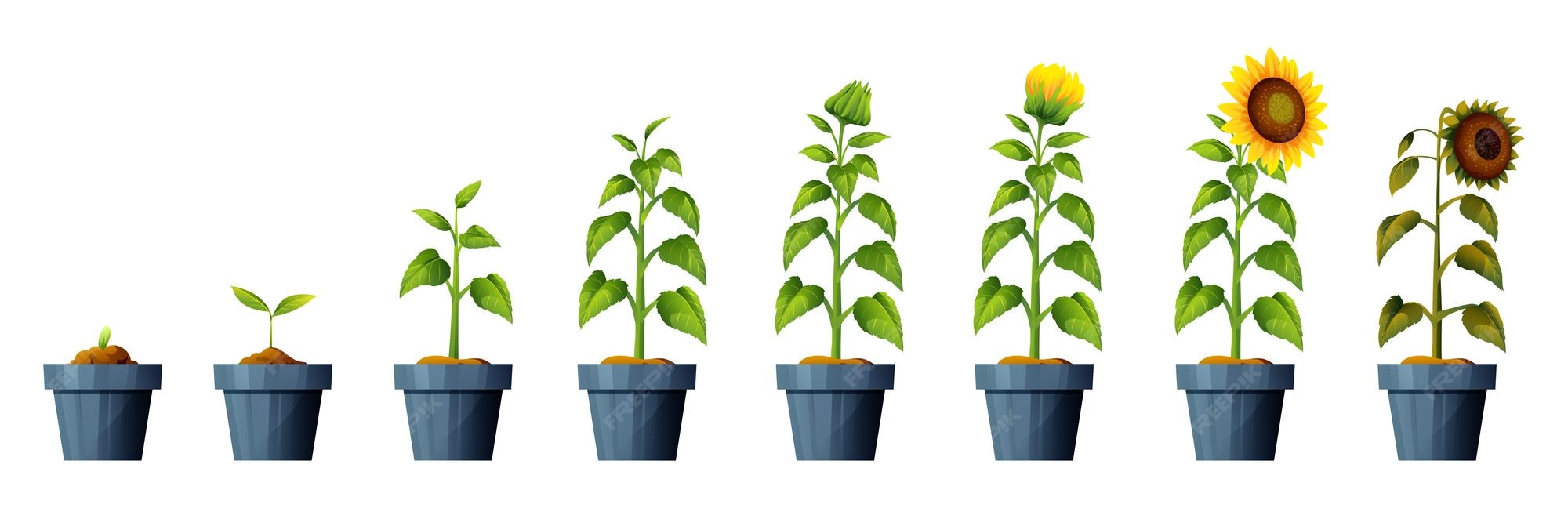 Premium Vector Sunflower plant growth and development stages