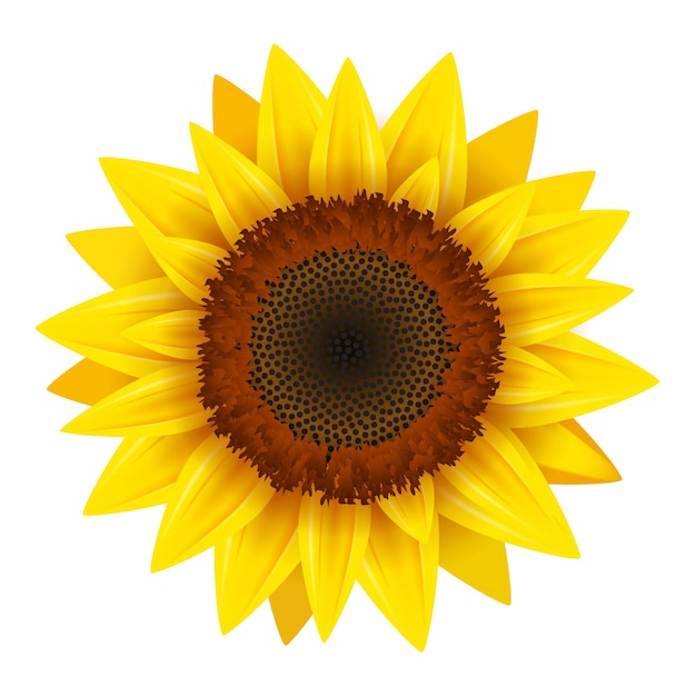 Vector sunflower realistic icon vector isolated. yellow sunflower blossom nature flower illustration for summer.