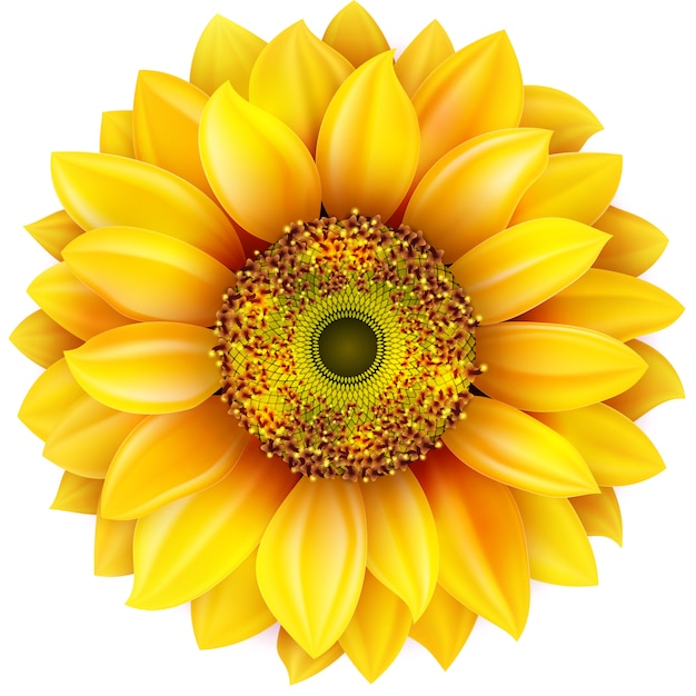 Vector sunflower realistic illustration.