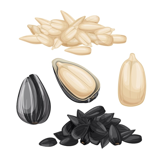 Sunflower seed set cartoon vector illustration