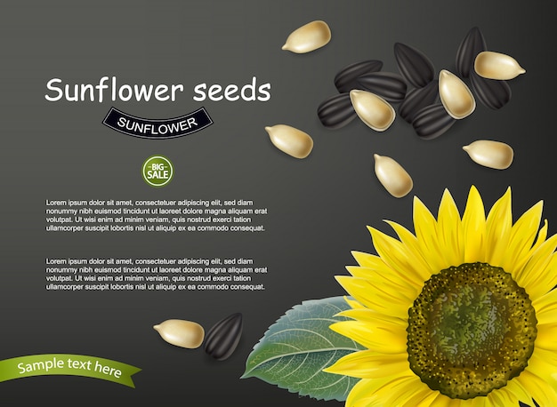 Sunflower seeds template