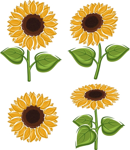 Sunflower set Collection icon sunflower Vector