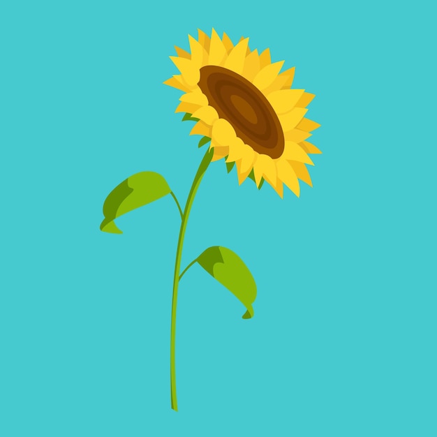 sunflower vector flover plant nature