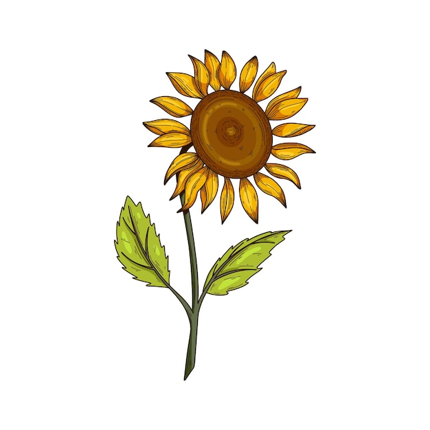 Sunflower vector illustration isolated on white botanical floral illustration wild meadow sunflower