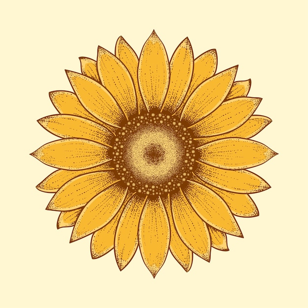 Vector sunflower vector illustration