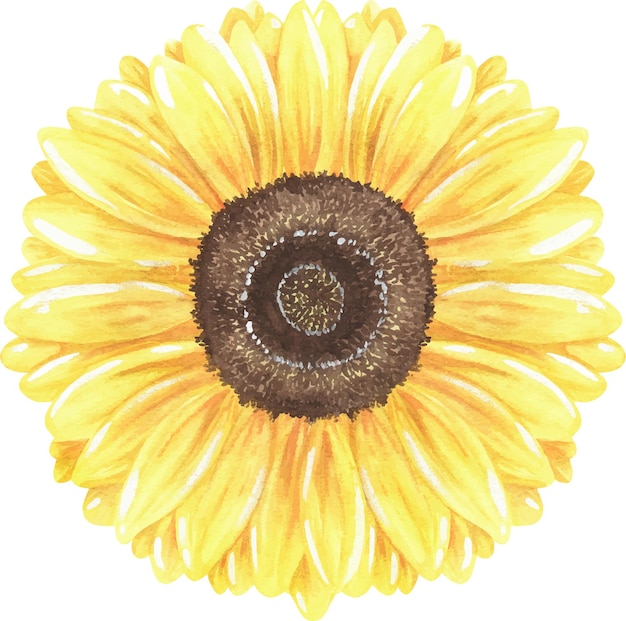 Vector sunflower vector watercolor vintage illustration