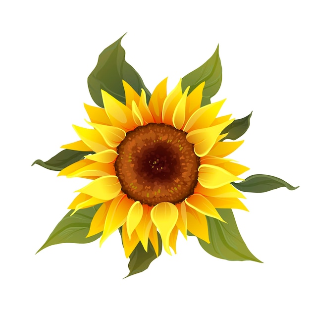 Sunflower vector