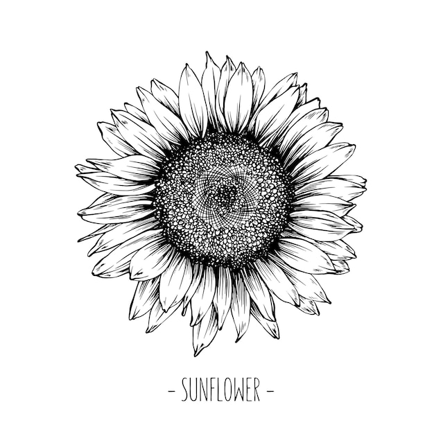 Illustrazione d'epoca incisa di girasole. girasole isolato