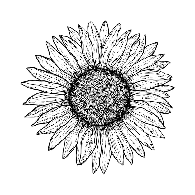 Sunflower in vintage style