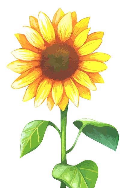 Sunflower in watercolor style