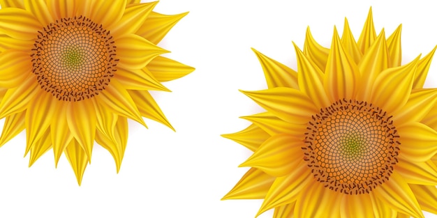 Sunflower on white background realistic vector yellow flower on white background