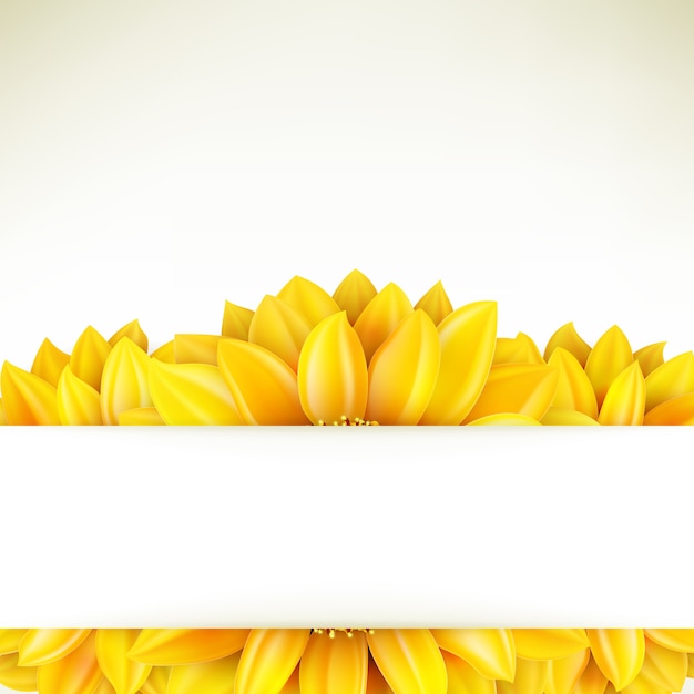 Sunflower on white background. 