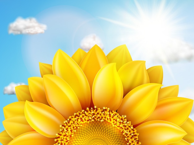 Sunflower with blue sky