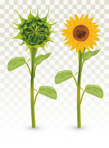 녹색 꽃 봉 오리와 해바라기 녹색 잎과 여름 꽃 해바라기와 녹색 꽃 봉 오리 벡터