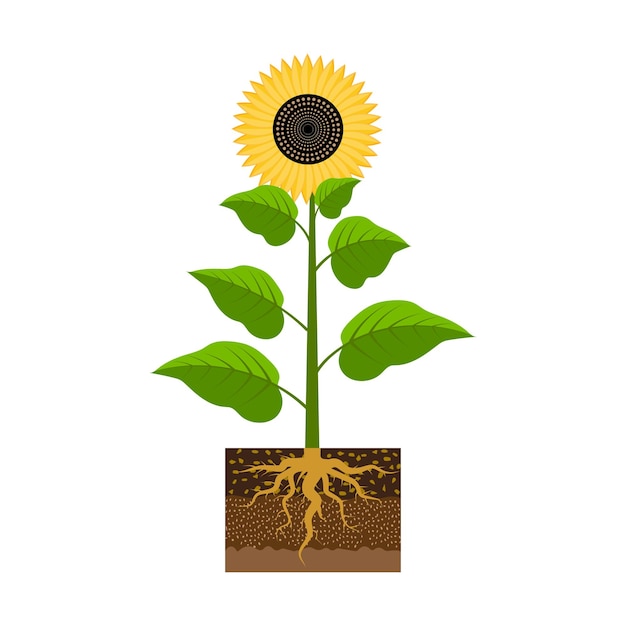 Vector sunflower with a root agriculture background vector illustration