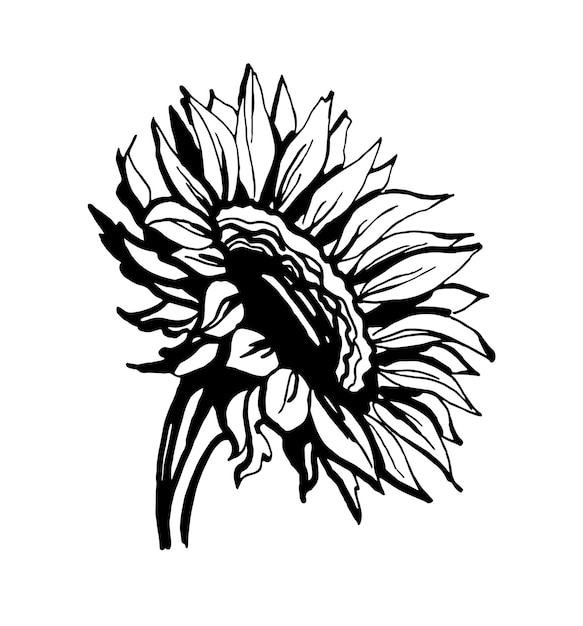 Vector sunflower