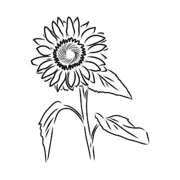 Page 9 | Black White Sunflower Drawing Images - Free Download on Freepik Page 9 | Black White Sunflower Drawing Images - Free Download on Freepik