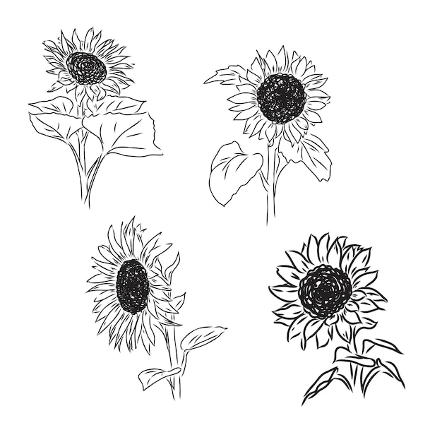 Sunflowers Hand drawn sketches of sunflowers sunflower vector