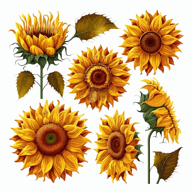 Sunflowers Isolated on background Cartoon vector illustration