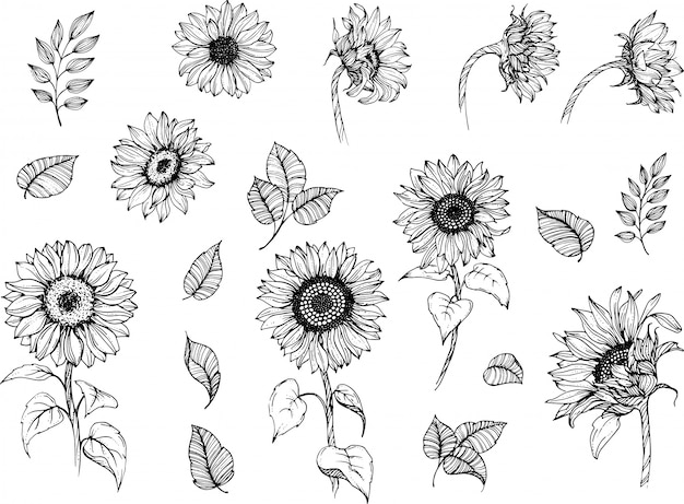 Sunflowers line art set