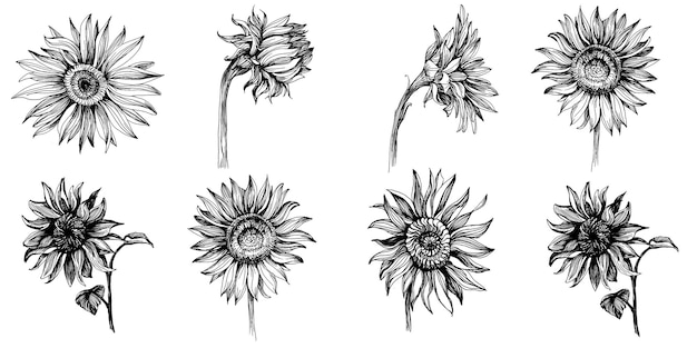 Sunflowers set isolated on white