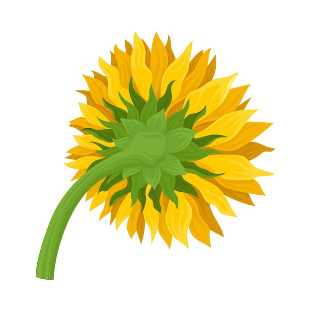 The sunfrlower from back projection with bright yellow and green leaves on curved stem cartoon illustration isolated on white background