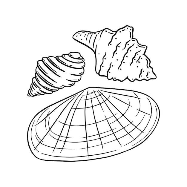 Sunray venus e altre conchiglie isolate su sfondo bianco schizzo di conchiglie marine vector