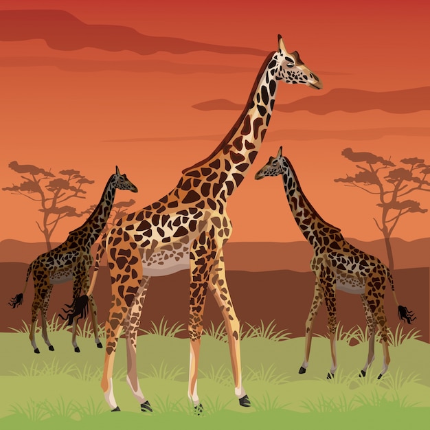 Vector sunset african landscape scene with giraffes standing