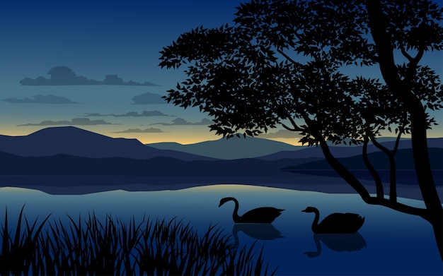 Sunset in a lake with swans