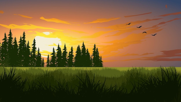 Sunset over pine forest with meadow