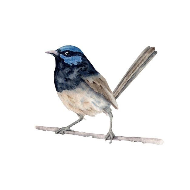 Superb fairy wren watercolor illustration element isolated on white background vintage hand drawn