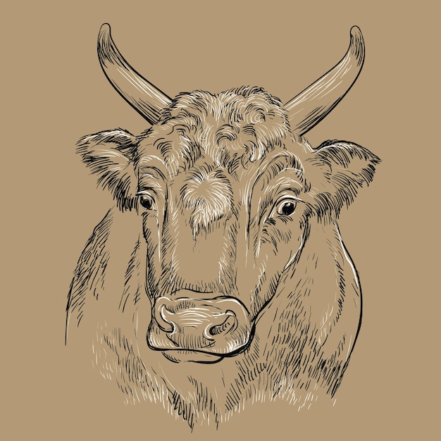 surprised head of bull hand drawing illustration